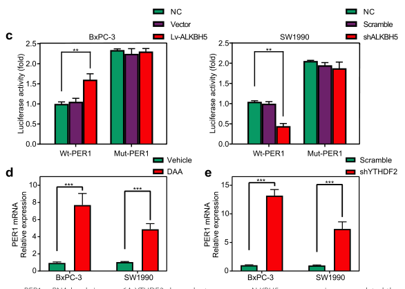 ȱALKBH5l(f)m6AR(sh)eYTHDF2T(do)mRNA(do)PER1mRNAˮƽ