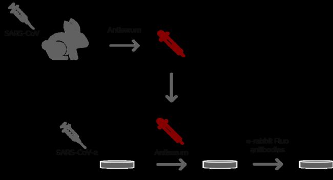 D2: Ogando˵һ(xing)(sh)(yn)漰ʹߟɹ@΢R(du)VeroE6(x)2002/2003SARSl(f)gw̽Ƃ俹SARS-CoVѪĝʹòͬÿѪһMwȻõڶMɹ⿹w(bio)ӛ@ЩÿѪSDM6 B@΢RM(jn)Пɹ@΢Rz
